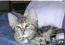Tags: cross, cutie, cyoot, day, eyed, funny, kitteh, teh (Pict. in LOLCats, LOLDogs and cute animals)
