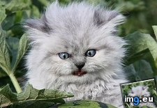 Tags: cyoot, day, ermahgerd, funny, kitteh, teh, wertermerlern (Pict. in LOLCats, LOLDogs and cute animals)
