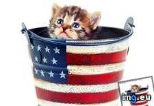 Tags: cyoot, day, fourth, funny, happeh, jooly, kitteh, teh (Pict. in LOLCats, LOLDogs and cute animals)