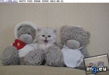 Tags: bear, cyoot, day, funny, kitteh, stuffed, teh (Pict. in LOLCats, LOLDogs and cute animals)