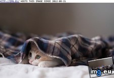 Tags: cyoot, day, funny, hiding, kitteh, shy, teh (Pict. in LOLCats, LOLDogs and cute animals)