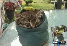 Tags: cyoot, day, foot, funny, kitteh, lol, nawt, teh (Pict. in LOLCats, LOLDogs and cute animals)