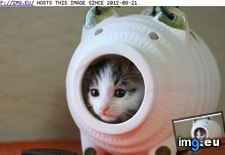 Tags: cyoot, day, funny, kitteh, moniez, teh (Pict. in LOLCats, LOLDogs and cute animals)