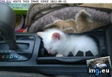 Tags: cyoot, day, funny, kitteh, teh, wheel (Pict. in LOLCats, LOLDogs and cute animals)