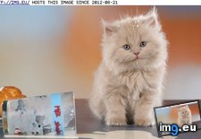 Tags: crying, cyoot, day, funny, kitteh, milk, not, spilt, teh (Pict. in LOLCats, LOLDogs and cute animals)
