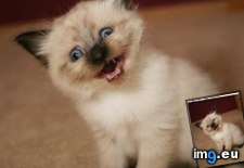 Tags: cyoot, day, funny, great, jeans, kitteh, teh, you (Pict. in LOLCats, LOLDogs and cute animals)