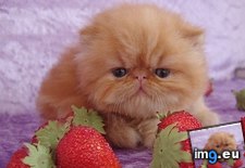Tags: baby, cyoot, day, funny, kitteh, strawberry, teh (Pict. in LOLCats, LOLDogs and cute animals)