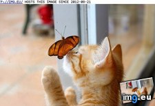 Tags: butterfly, collector, cyoot, day, funny, kitteh, teh (Pict. in LOLCats, LOLDogs and cute animals)