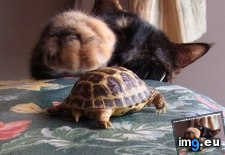 Tags: cyoot, day, foe, funny, greatest, kitteh, mutant, ninja, teenage, teh, turtles (Pict. in LOLCats, LOLDogs and cute animals)