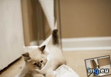 Tags: cleaning, cyoot, day, dog, funny, kitteh, teh, was, you (Pict. in LOLCats, LOLDogs and cute animals)