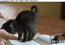 Tags: cyoot, day, funny, kitteh, love, reading (Pict. in LOLCats, LOLDogs and cute animals)
