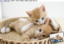 Tags: cyoot, day, ear, funny, kittehs, nibbles, teh (Pict. in LOLCats, LOLDogs and cute animals)