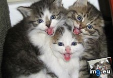 Tags: cyoot, day, ermahgerd, funny, kerttens, kittehs, teh (Pict. in LOLCats, LOLDogs and cute animals)