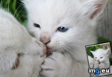 Tags: cyoot, day, funny, kittehs, love, mom, teh, you (Pict. in LOLCats, LOLDogs and cute animals)