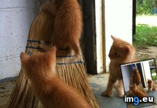 Tags: bitteh, broomstick, committeh, cyoot, day, funny, itteh, kittehs, teh (Pict. in LOLCats, LOLDogs and cute animals)