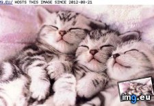 Tags: cyoot, day, funny, kittehs, row, teh (Pict. in LOLCats, LOLDogs and cute animals)