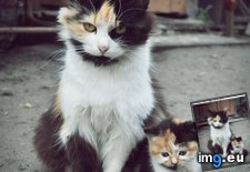 Tags: cyoot, day, funny, grow, kittehs, teh (Pict. in LOLCats, LOLDogs and cute animals)