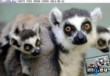 Tags: backpack, daily, funny, lemur, squee (Pict. in LOLCats, LOLDogs and cute animals)