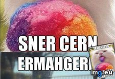 Tags: ermahgerd, funny, sermer (Pict. in LOLCats, LOLDogs and cute animals)