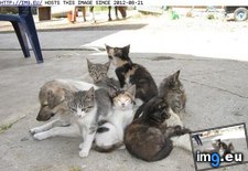 Tags: friend, funny, goggies, owr (Pict. in LOLCats, LOLDogs and cute animals)