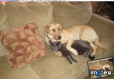 Tags: cuddles, friends, funny, goggies, interrupted, owr (Pict. in LOLCats, LOLDogs and cute animals)