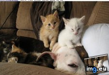 Tags: bed, cat, friends, funny, goggies, love, new, our, owr (Pict. in LOLCats, LOLDogs and cute animals)
