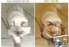 Tags: cats, funny, how, humans, see (Pict. in LOLCats, LOLDogs and cute animals)