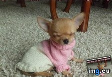 Tags: funny, gentle, has, hotdog (Pict. in LOLCats, LOLDogs and cute animals)