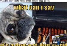 Tags: dog, eat, funny, has, hotdog, world (Pict. in LOLCats, LOLDogs and cute animals)