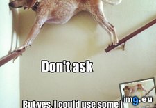 Tags: dawg, full, funny, gonna, story, you (Pict. in LOLCats, LOLDogs and cute animals)