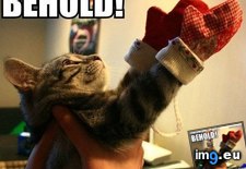 Tags: funny, kitten, mittens (Pict. in LOLCats, LOLDogs and cute animals)