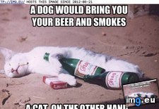 Tags: beer, bring, dog, funny, lolcats, smokes, you (Pict. in LOLCats, LOLDogs and cute animals)