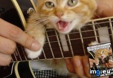 Tags: all, funny, lolcats, now (Pict. in LOLCats, LOLDogs and cute animals)