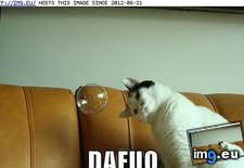 Tags: dafuq, funny, lolcats (Pict. in LOLCats, LOLDogs and cute animals)