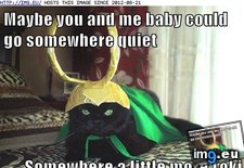 Tags: baby, funny, lolcats, quiet, you (Pict. in LOLCats, LOLDogs and cute animals)