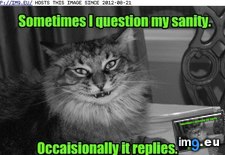 Tags: funny, lolcats, question, sanity (Pict. in LOLCats, LOLDogs and cute animals)