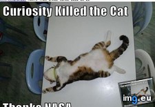 Tags: funny, lolcats, nasa (Pict. in LOLCats, LOLDogs and cute animals)