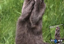 Tags: epic, funny, internets, lolpera, opera, teh (Pict. in LOLCats, LOLDogs and cute animals)