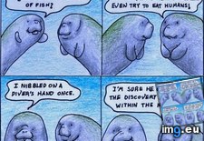 Tags: funny, manatee, new, shark, week (Pict. in LOLCats, LOLDogs and cute animals)