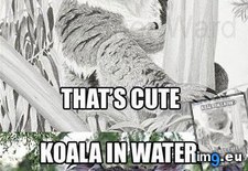 Tags: funny, haters, koala, memebase, out (Pict. in LOLCats, LOLDogs and cute animals)