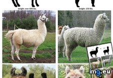 Tags: alpaca, difference, funny, llama, now, you (Pict. in LOLCats, LOLDogs and cute animals)