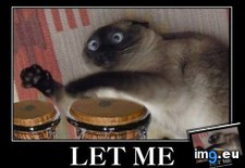 Tags: bongos, funny, not (Pict. in LOLCats, LOLDogs and cute animals)