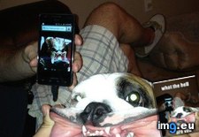 Tags: funny, predogtor (Pict. in LOLCats, LOLDogs and cute animals)