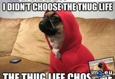 Tags: funny, life, pug (Pict. in LOLCats, LOLDogs and cute animals)