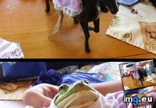 Tags: funny, kiss, princess, quick, turn (Pict. in LOLCats, LOLDogs and cute animals)