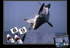 Tags: competitive, funny, shark, week (Pict. in LOLCats, LOLDogs and cute animals)