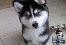 Tags: funny, newborn, puppy, skeptical (Pict. in LOLCats, LOLDogs and cute animals)