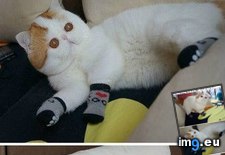 Tags: funny, snoopy, socks (Pict. in LOLCats, LOLDogs and cute animals)
