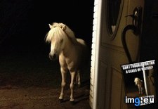 Tags: borhood, funny, neigh, pun (Pict. in LOLCats, LOLDogs and cute animals)