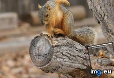 Tags: funny, man, nuts, protector, squirrel (Pict. in LOLCats, LOLDogs and cute animals)